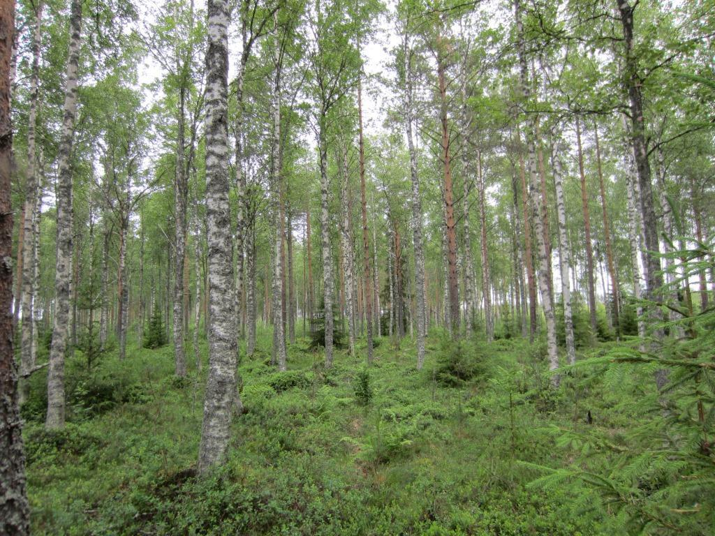 Samanlaisia kalliokohteita on myös etäämmällä suunnitellusta voimalapaikasta.