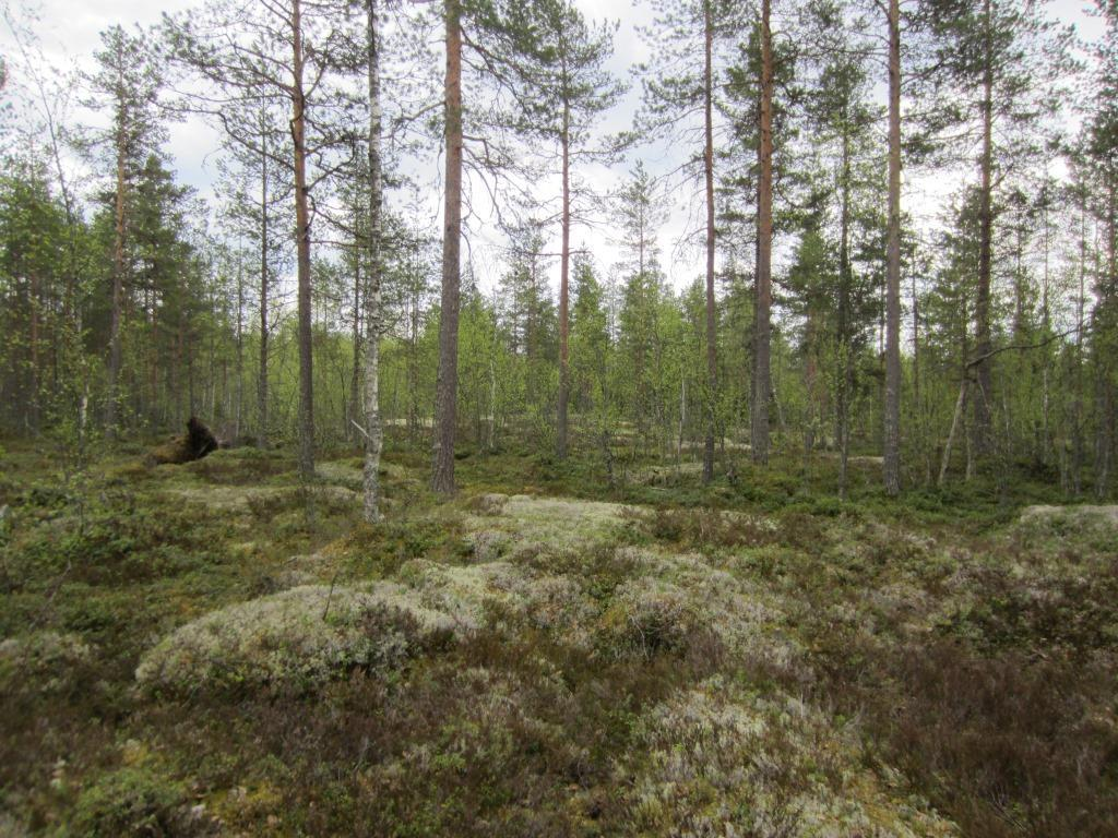 Tuulivoimala 5 Polusjärven tuulipuiston luontoselvitys 12 Suunniteltu voimalapaikka sijaitsee kuivahkolla variksenmarja-puolukkatyypin mäntykankaalla.