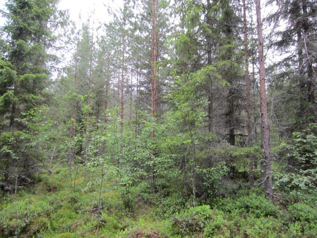 Voimalapaikka rajautuu etelässä puolukkaturvekankaaseen ja idässä hakkuuaukkoon.