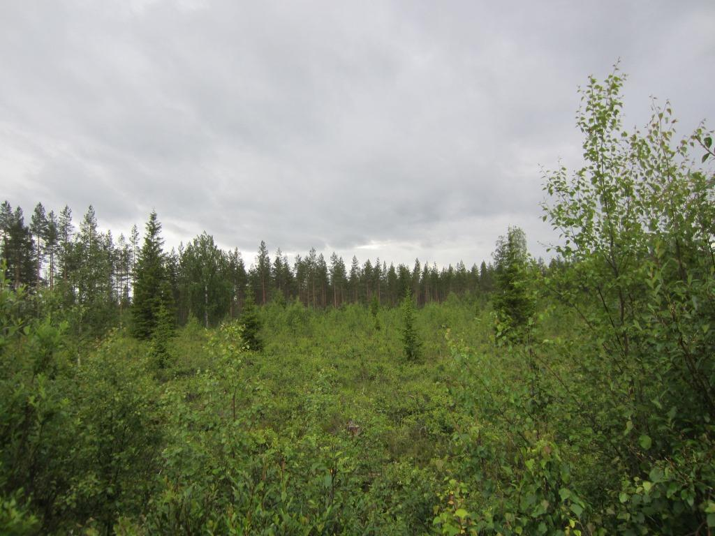 Tuulivoimala 8 Polusjärven tuulipuiston luontoselvitys 14 Suunniteltu voimalanpaikka sijaitsee avoimella metsän uudistusalalla, jossa kasvaa koivun ja kuusen taimia (Kuva 2-13).