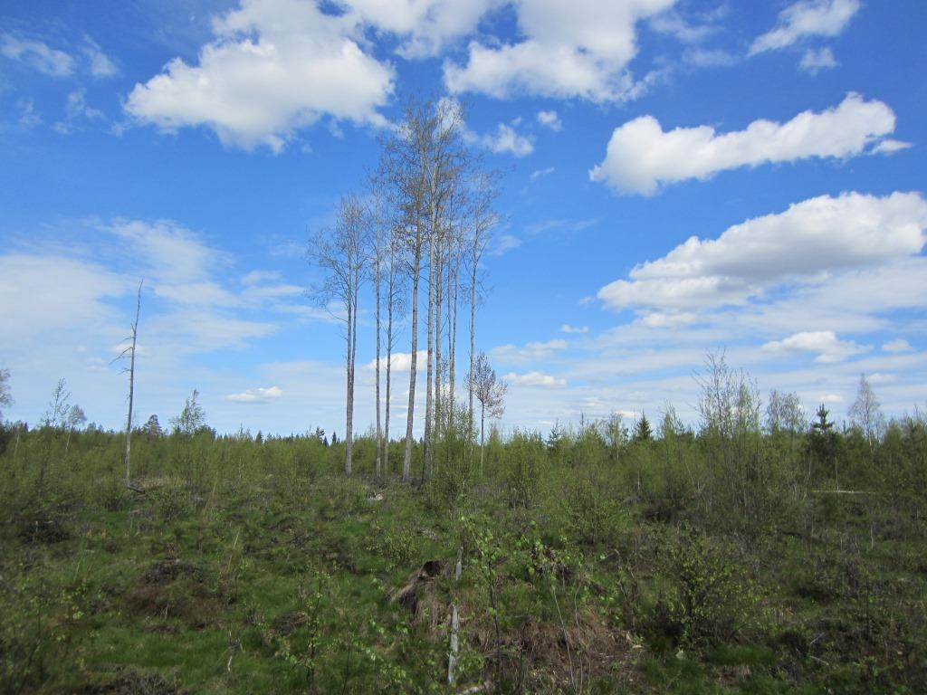 Tuulivoimala 11 Polusjärven tuulipuiston luontoselvitys 15 Suunniteltu voimalanpaikka sijaitsee avoimen uudistusalan reunalla, jolla kasvaa koivun taimia.