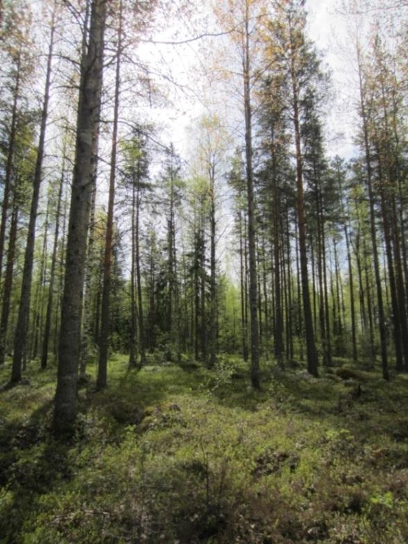 Avoin alue rajautuu etelästä mäntyä kasvavaan ojitettuun rämemuuttumaan ja kaakossa kuivahkoon mäntykankaaseen. Kuva 2-15. Voimalapaikan 11 koivutaimikkoa.
