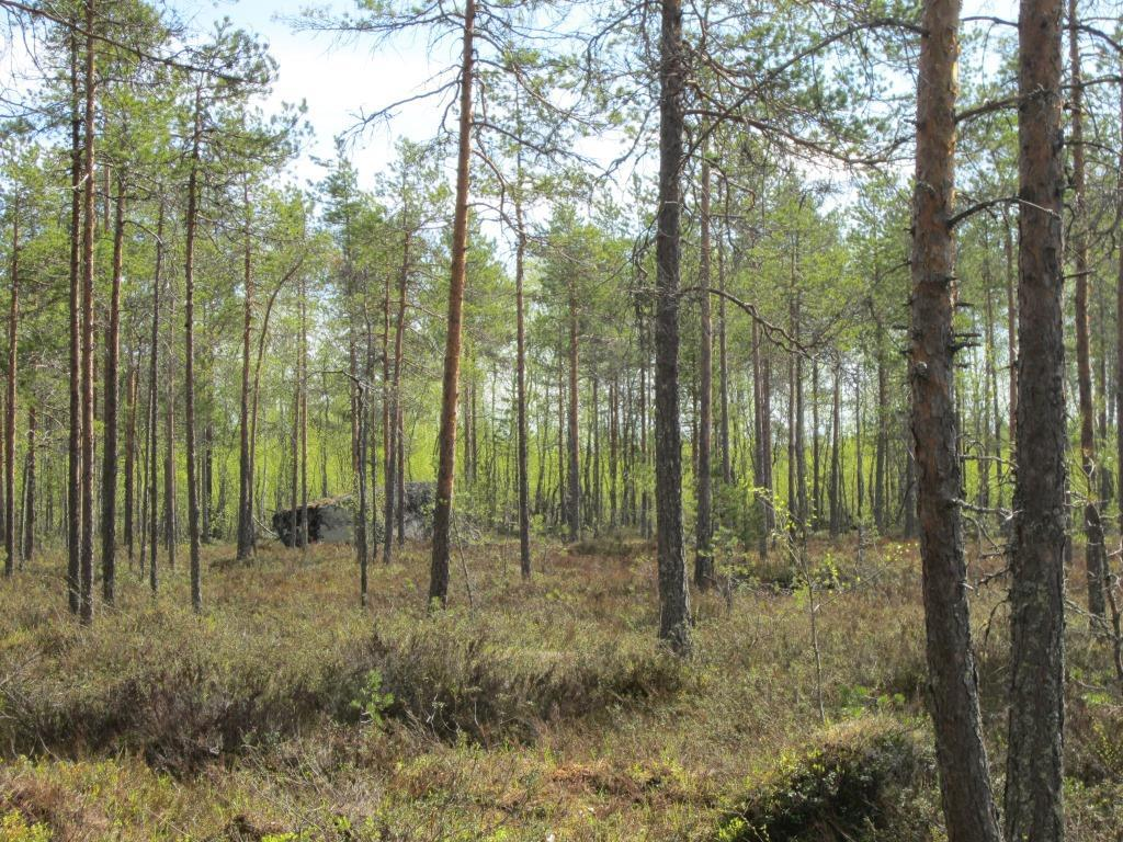 16 Noin 200 metriä voimalapaikalta pohjoiseen on Metsäkeskuksen rajaama metsälain mukainen kohde vähäpuustoinen suo (Kuva 2-17). Kohteella sijaitsee myös iso siirtolohkare. Kuva 2-17.