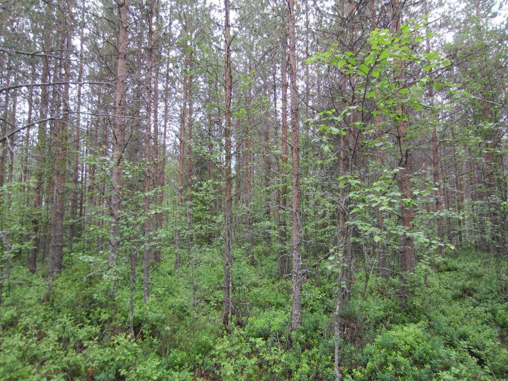 Hankevaihtoehdossa VE2 poikkeavat voimalapaikat Tuulivoimala 2 Suunniteltu voimalapaikka on mäntyvaltaista nuorta metsäojitettua kasvatusmetsää (Kuva 2-18).