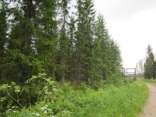 Maakaapelin linjausvaihtoehdot ja sähköasemat Polusjärven tuulipuiston luontoselvitys 17 Maakaapelin linjausvaihtoehto 1 Maakaapeli kulkee koko matkallaan Fingridin