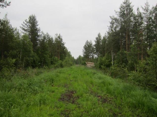 Metsät ovat talouskäytössä olevia pääosin kuivahkoja mäntykankaita tai ojitettuja turvekankaiksi muuttuneita.