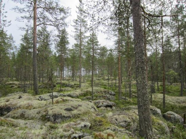 olevaa tieuraa. Metsät ovat talouskäytössä olevia pääosin ojitettuja turvekankaiksi muuttuneita nuoria männikköjä.
