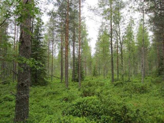 Maakaapelin linjausvaihtoehto 3 Polusjärven tuulipuiston luontoselvitys 18 Maakaapeli kulkee lähes koko matkallaan Fingridin voimajohtokäytävälle olemassa olevan metsäautotien vieressä.