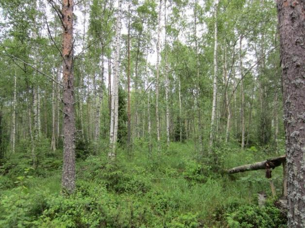 Sekapuustoisia tuoreen kankaan metsiköitä on paikoin. Linjauksen loppuosalla ei ole olemassa olevaa tie- tai polku-uraa. Tällä pätkällä havaittiin rauhoitetun valkolehdokin esiintymä.