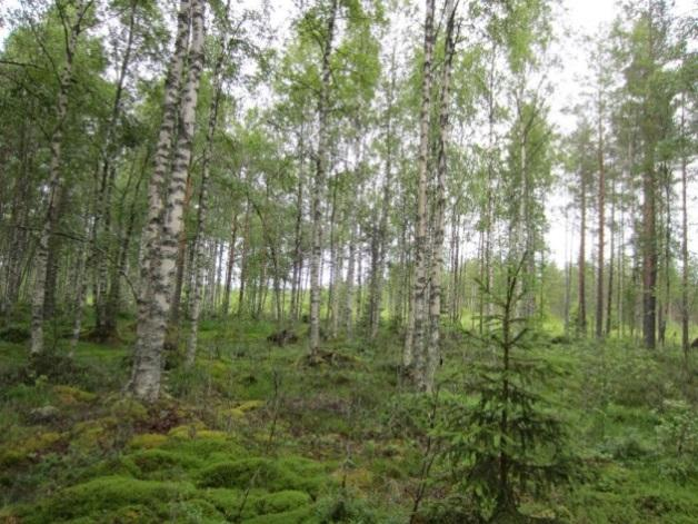 Taimikkoa ja varttunutta mäntykangasta maakaapelin linjausvaihtoehdon 3 varrella. Maakaapelin linjausvaihtoehto 3b Maakaapeli poikkeaa linjausvaihtoehdosta 3 loppuosaltaan.