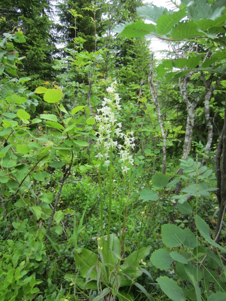 20 metsätyypit ovat metsätalouskäytössä. Vaarantuneiksi luokitellut nuoret kankaat ovat ihmisen luomia taimikoita eikä niillä ole erityisiä luontoarvoja.