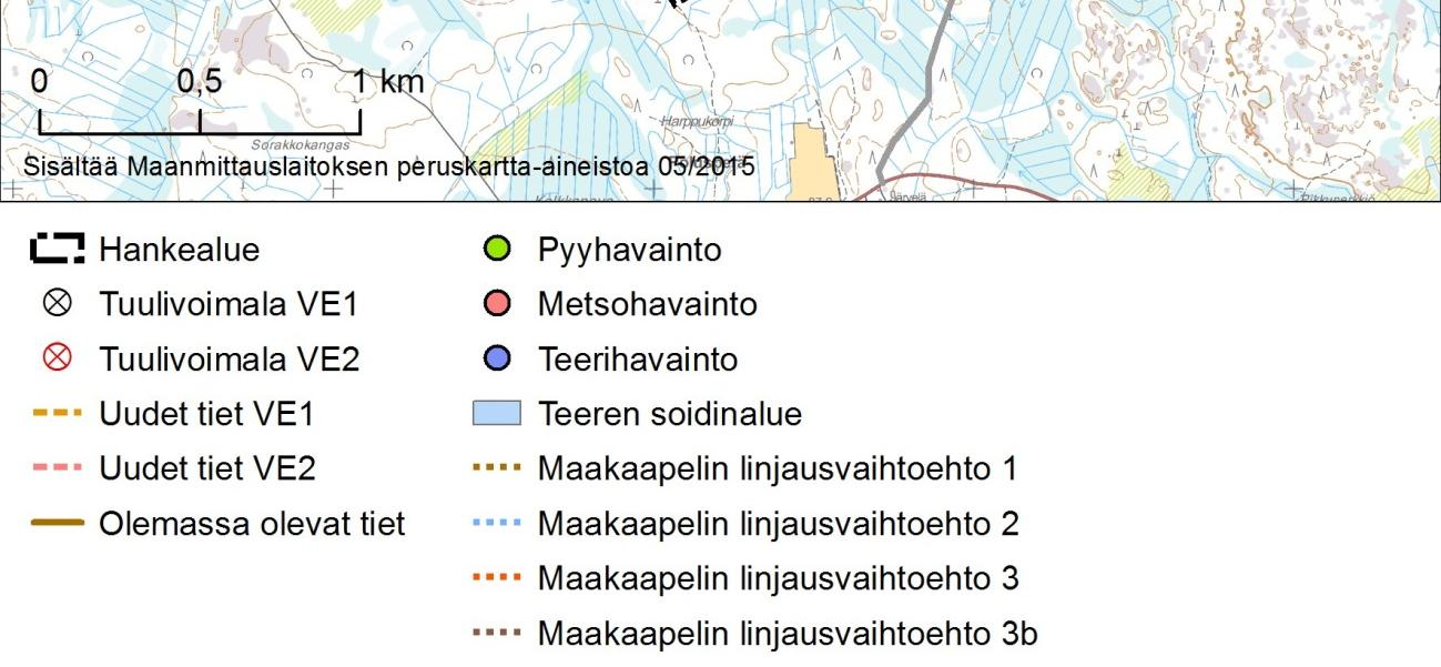 Hankealueella havaittiin vain yksi pyy, joten se ei ole alueella kovin runsas.
