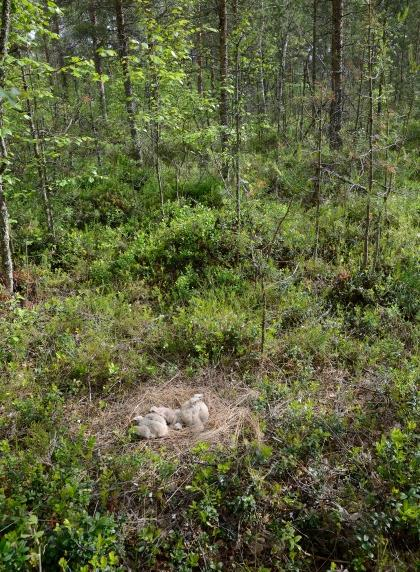 3.2.3 Päiväpetolinnut ja pöllöt Polusjärven tuulipuiston luontoselvitys 30 Päiväpetolintuja pesii hankealueella ainakin kaksi lajia: sinisuohaukka ja varpushaukka.