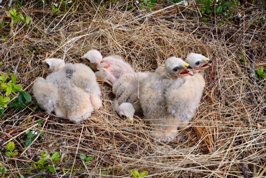 Sinisuohaukka on paikkauskollinen laji, joka palaa pesimään samalle alueelle joka vuosi. Varsinainen pesäpaikka, joka on pelkkä maassa sijaitseva kasa heinää, sen sijaan vaihtuu vuosittain. Kuva 3-4.