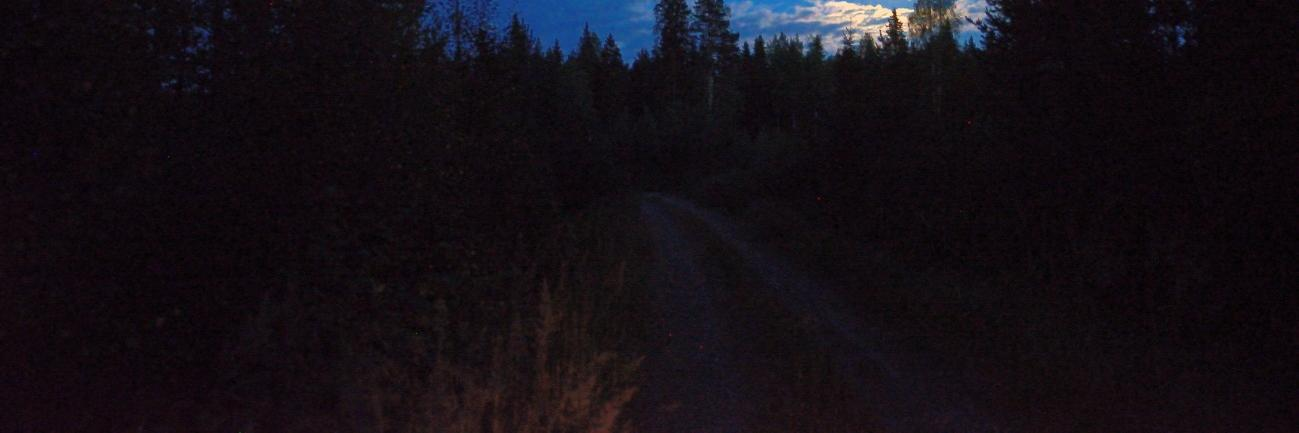 Lepakoita etsittiin auringonlaskun ja -nousun välisenä aikana rauhallisesti kiertelemällä selvitysalueella olevia teitä ja polkuja pitkin, 4 6 tunnin ajan per yö.