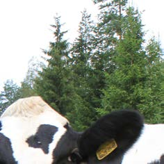 Mestarin Energia-liuos Energiatäydennysrehu