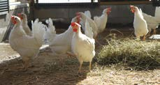 Nordkalk valmistaa Suomessa kolmea karkeudeltaan erilaista rehukalkkia, joissa kaikissa kalsiumpit. on väh. 36 %. 40 kg sk, 1000 kg ssk tai irtona.