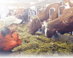 KIVENNÄIS- JA ERIKOISREHU KAMPANJA FEEDEXIN REHUT JA KIVENNÄISET 2 lavallisen tai 2 ssk:n ostajalle 200 kg kivennäistä VELOITUKSETTA! Kaksi tai useampi lava/suursäkki RAHTIVAPAASTI.