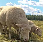 LAMMASTARVIKKEET Pysyviin aitauksiin ja suurten katraiden aitaamiseen Olli Protector 11 Valvoo 24 h sekä hälyttää aidan