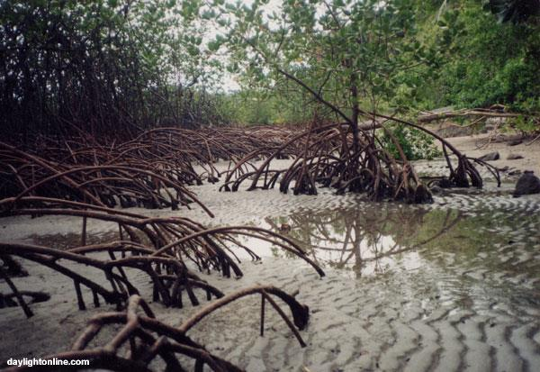 Tuvalu) pohjavesien suolaantuminen trooppiset