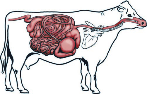TERVE PÖTSI - TEHOKAS TUOTANTO Lehmän ruuansulatuksen keskiö on pötsi. Lypsylehmillä yleisin ruoansulatukseen liittyvä vaiva on pötsin liiallinen happamuus tai muu pötsihäiriö (ripuli, puhaltuminen).