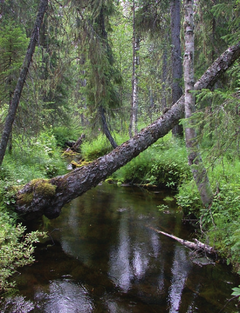 1.2 Luonnontilaiset latvapurot ja niiden merkitys metsäja vesiluonnolle Timo Muotka ja Risto Virtanen Oulun yliopisto, Biologian laitos Sisävesien luonnon monimuotoisuus on maailmanlaajuisesti