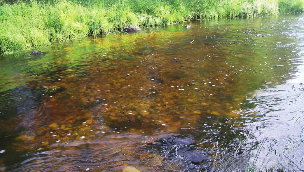 Jos puron taimenkanta on hävinnyt, voidaan puroon tehdä kotiutusistutuksia. Istutuskalana on käytettävä saman vesistön kalakantaa tai siihen aikaisemmin istutettuja kalakantoja.