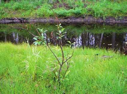 3.5.4 Imuruoppaus Imuruoppauksia on kokeiltu Kainuussa, Koillismaalla ja Lapissa. Hiekoittuneiden purojen ruoppauksissa on käytetty Kainuun ympäristökeskuksessa kehitettyä ns.