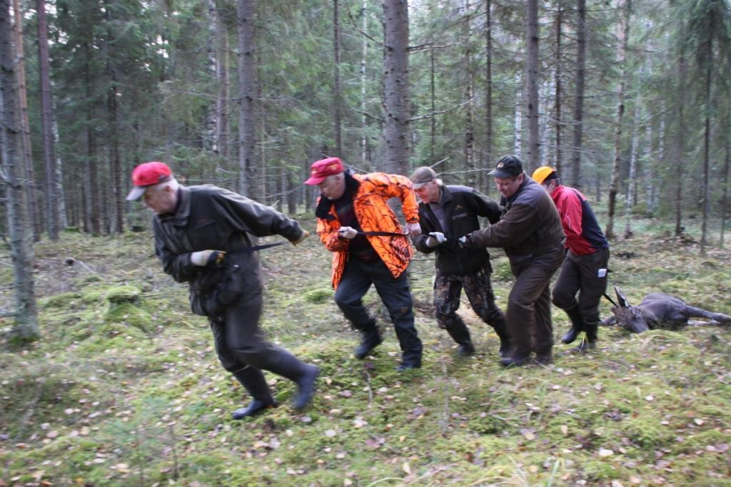 Havaintoja tuloksista Hirvenmetsästäjien (26%) osuus vastaajissa tuntuu suurelta. Metsästävät mo:t ehkä tietoisimpia hirvitilanteesta.