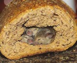 Tehoaine: Bromadioloni 0,05 g/kg (0,005 %) Pakkauskoko: 2 kg pahvilaatikko 4 kg ämpäri 2 x 50 g valmiit, uudelleenkäytettävät syöttilaatikot 0,25 kg täyttöpakkaus Vaikutustapa: Valmiste tehoaa jo