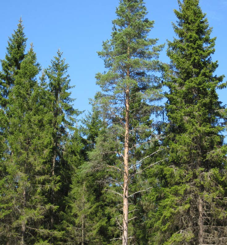 Tausta (2/2) Leimikoita voidaan luokitella, tyypitellä esimerkiksi seuraavilla leimikkoa ja sen puustoa kuvaavilla muuttujilla: Sijainti / maantiede Kasvupaikkaluokka Ikä