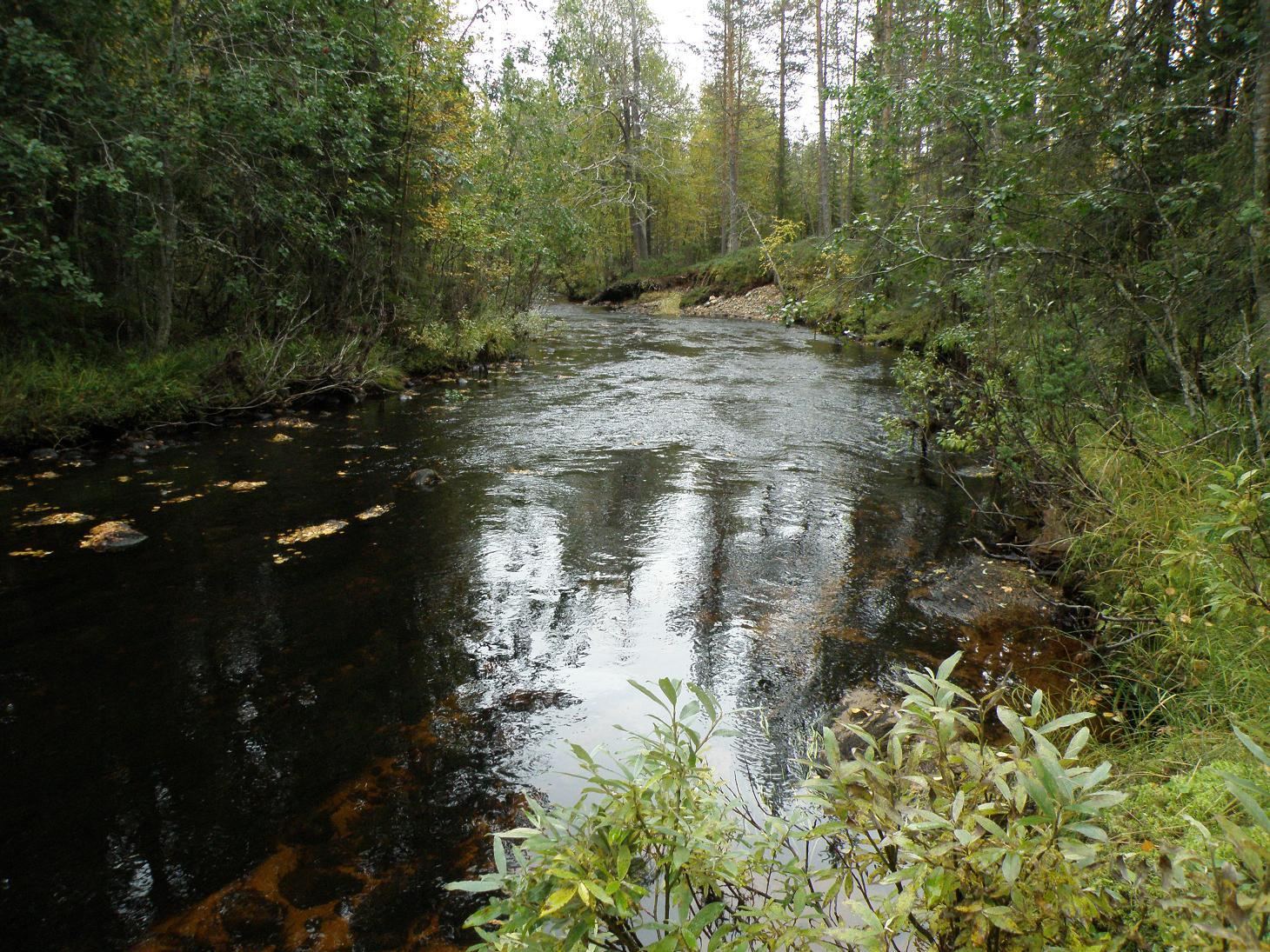 34 Kuva 9: Maantiesillan alapuolinen kunnostusosuus koostuu useista kuvan kaltaisista lyhyistä koskijaksoista, jotka ovat profiililtaan matalia sekä tasapohjaisia.