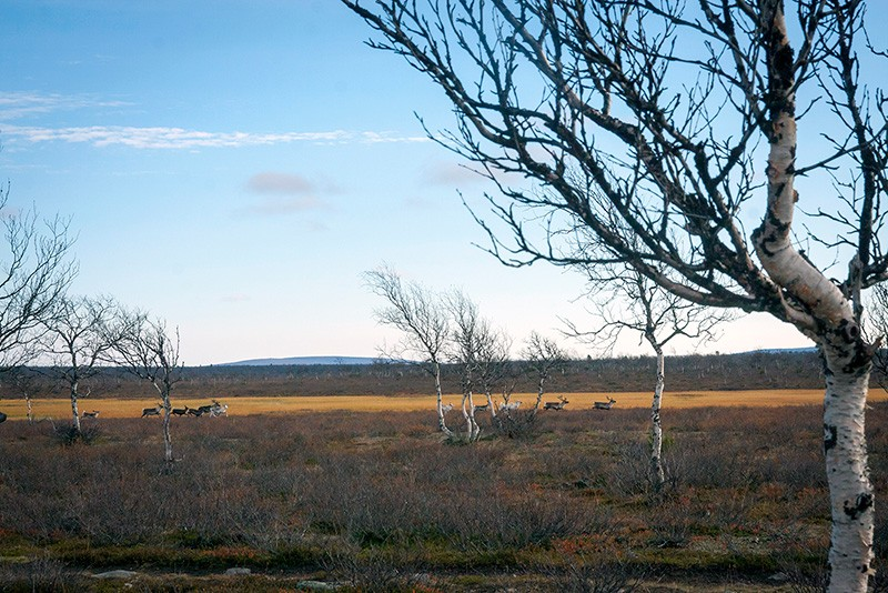 13.9 Tiistai. Herättiin hienoon auringonpaisteeseen ja pieneen tuulenviriin. Tänään tarkoituksena mennä Pöyrisjärven autiotuvalle, mönkkäriuran seuraaminen kohti pohjoista jatkui.