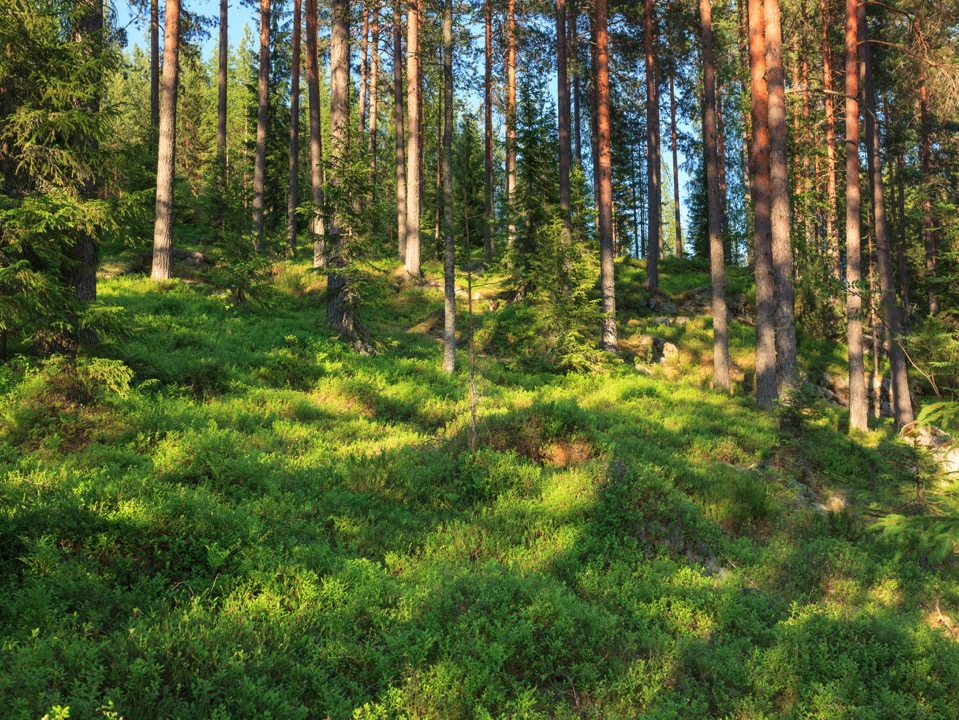 A-Kiltojen Liitto Päihde- ja mielenterveysjärjestöjen toimintaprofiilit