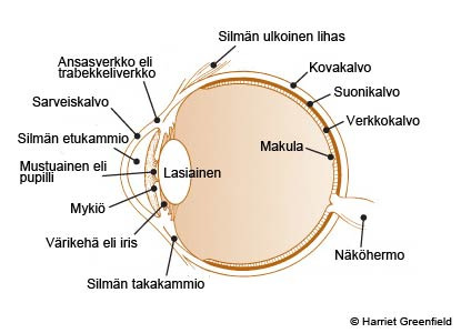 kriteerit ovat täyttyneet, voi potilaan kotiuttaa. Potilaan voi kotiuttaa hoitaja tai leikkaava lääkäri, leikkaavan lääkärin ohjeiden mukaan. 7 4 KAIHI JA SEN HOITO 4.