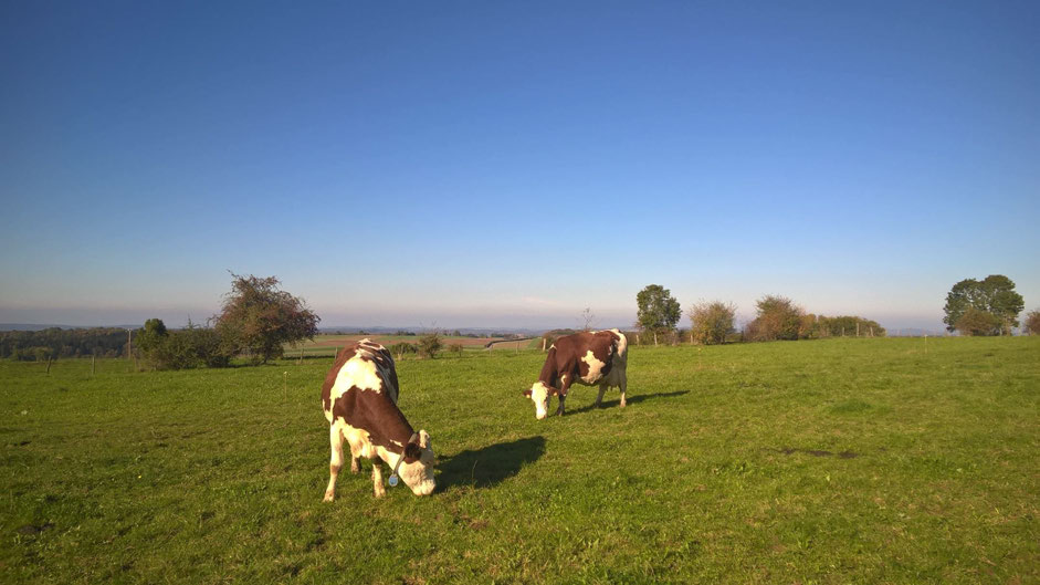 Välimallin esimerkki: Ranskalainen maitotila, Deservillers Montbéliard-rotuisia lehmiä, alkuperäsuojamerkittyj ä Comté ja Morbierjuustoja.