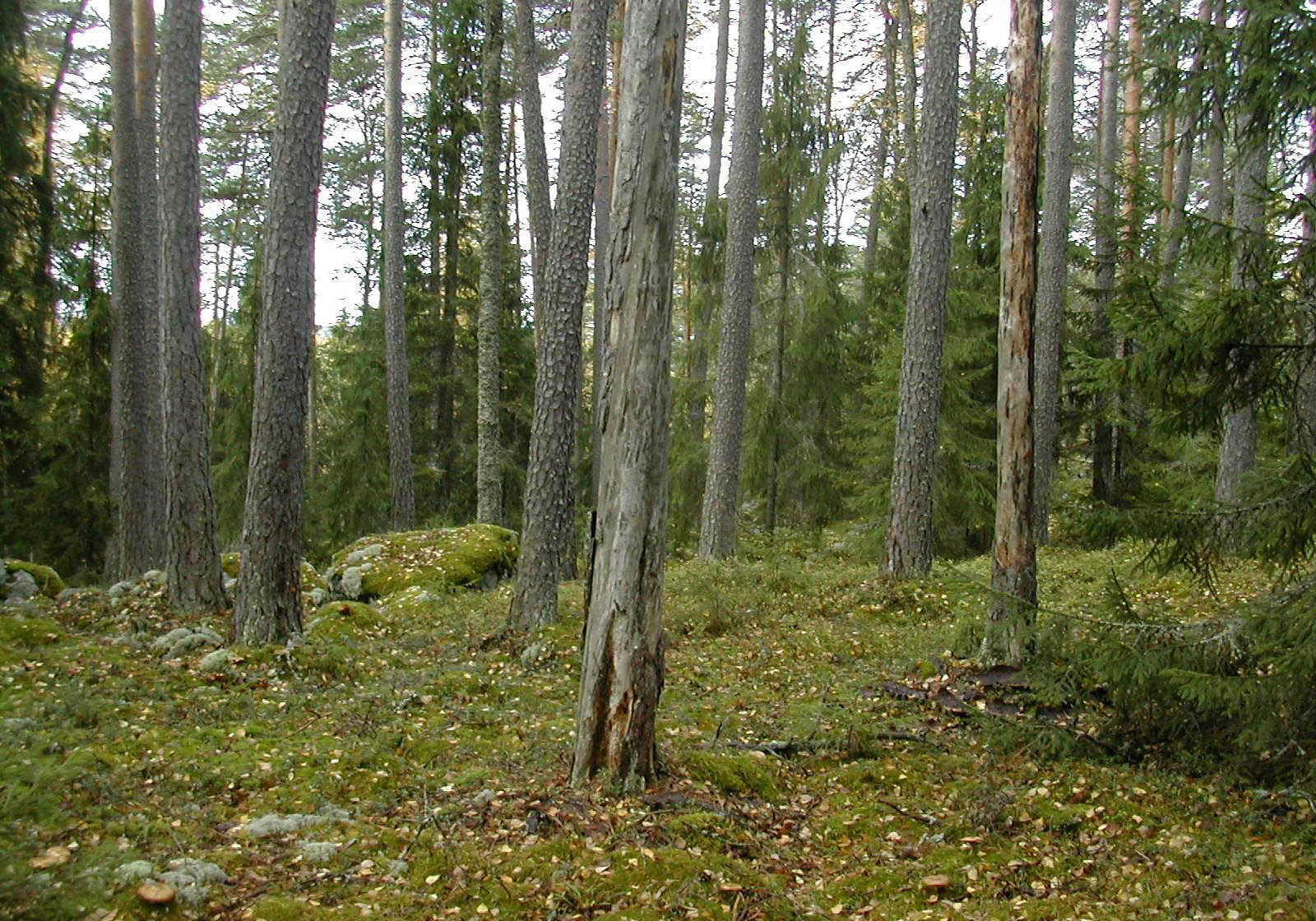 Luonnon monimuotoisuus METSO päässyt hyvään vauhtiin METSO-ohjelmaa eli Suomen metsien monimuotoisuuden toimintaohjelmaa on tähän mennessä toteutettu yhteensä 1 34 hehtaaria Hämeen ELY-keskuksen
