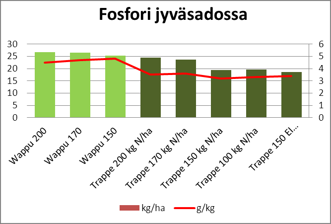 Typpilannoituksen lisääntyessä fosforin otto maasta lisääntyi.