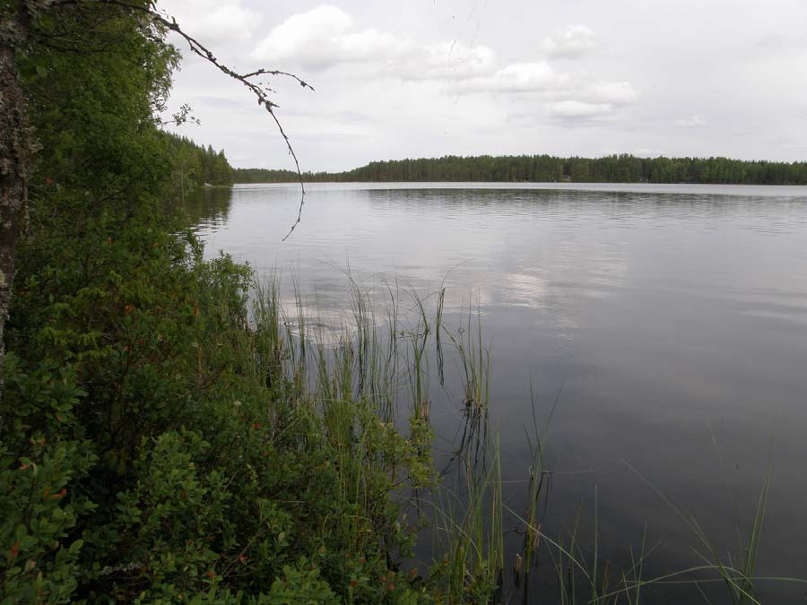 5 Saarijärven Kiminginjärven ja Tohtaanjärven luontoselvitys 2010 ruskoukonkorento, vaskikorento ja välkekorento. Okatytönkorento oli havaituista lajeista runsain: alueella havaittiin 20 30 yksilöä.