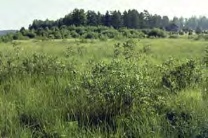 Latometsäsaarekkeen reunassa pajupensasto muodostaa pehmeäpiirteisen reunavyöhykkeen luhdan ja metsän väliin.