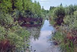 Sammalsillalta etelään Lietelammille päin on entiselle avoimelle saraluhdalle kasvanut vuoden 1960 ojituksen jälkeen viidakkomainen lehvästö.