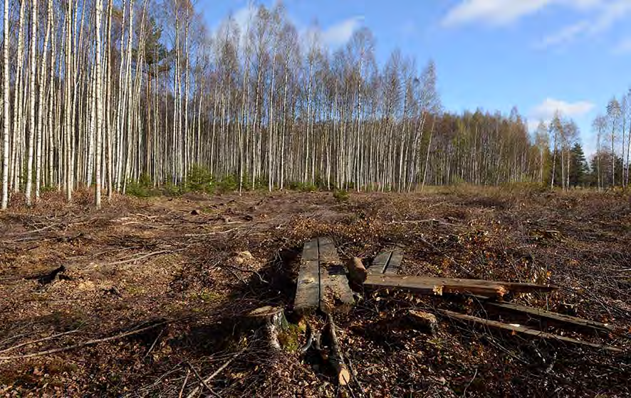 Asianosainen: Sammalsillan alueen merkitys Asiantuntijayritys Tieokkaan elinkeinotoiminnassa Syyskuun 2015 lopussa Sammalsillan aluetta raivattiin allassuunnitelman mukaisesti viitasammakon ym.