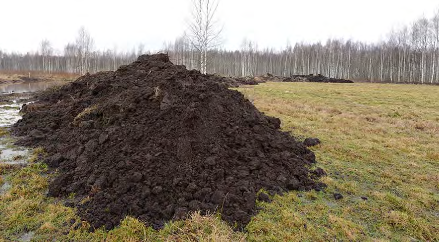 Sammalsillan alueen Pensasniityn uhanalaisen luontotyypin koivuluhdan puustoa Nastolan kunnan teknisen lautakunnan Peltokallion tilan pihassa.