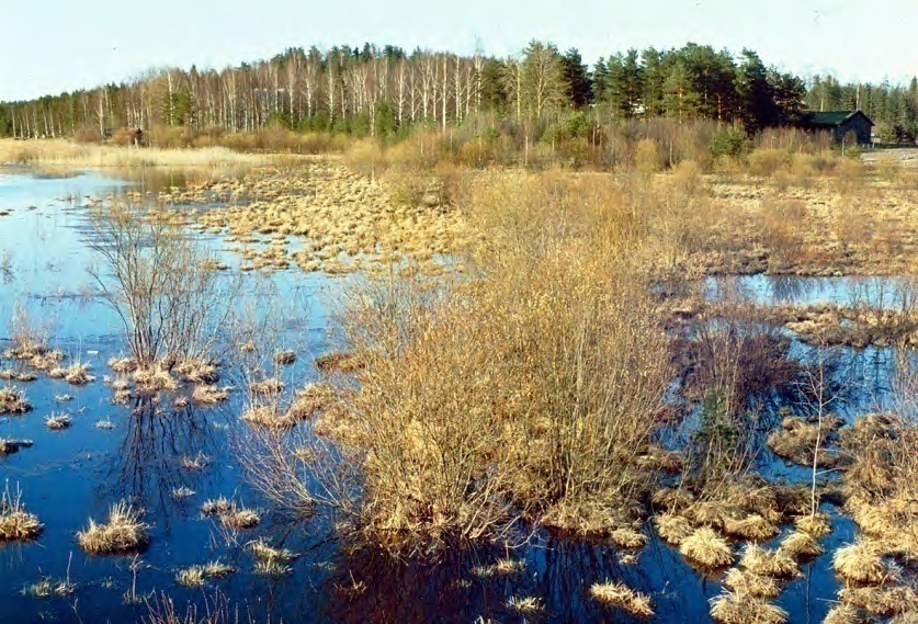 Tulvavaikutus hävisi, kun Länsiluhdan halki kaivettiin valtaviemäri talvella 1999 2000. Kuva 1990 06 10 Markku Sakari Meriluoto. Sammalsillansuon Itäluhdan kevättulva.