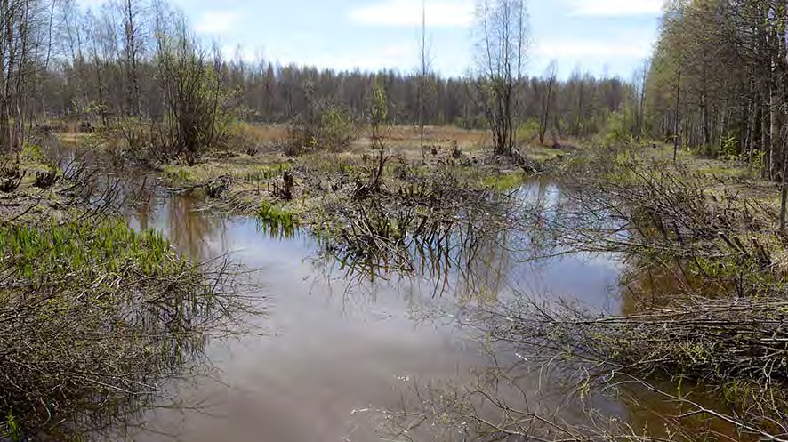 Nastola seuran talkooraivaajien tuhon jälkiä (ylempi kuva) Sammalsillan kosteikon uhanalaisilla luontotyypeillä valtaojien risteysalueella pitkospolun sillalta kaakkoon.