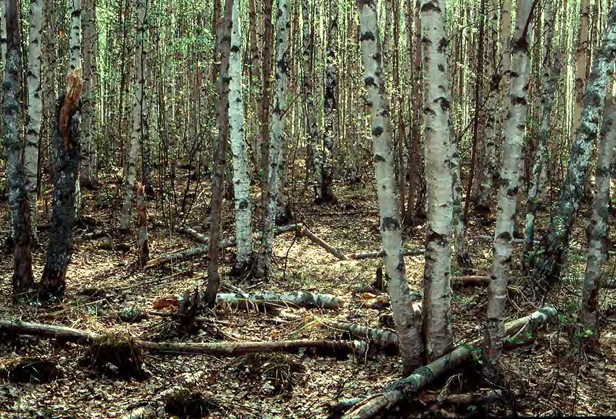 Pensasniityn hieskoivikkoa Sammalsillanojan itärannasta Viitalampareen suuntaan, vuoden 1960 avoimen saraluhdan paikalla.