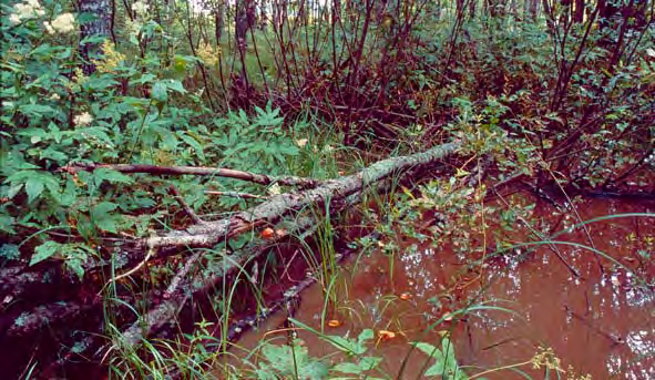 kesätulvan.