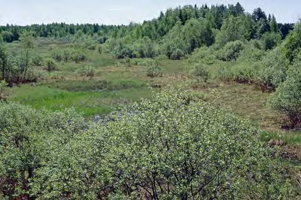 Länsiluhdan suvi. Laidunnuksen loputtua ja tulvavaikutuksen heikennyttyä Länsiluhta on alkanut umpeutua.