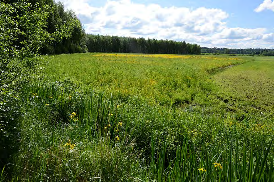 Allasrakentaminen ei poista Sammalsillansuon tulvia, ei kesällä eikä talvella, sillä vedenkorkeuden säätävät luonto ja Mankalan voimalaitos, ei allasrakentaja.
