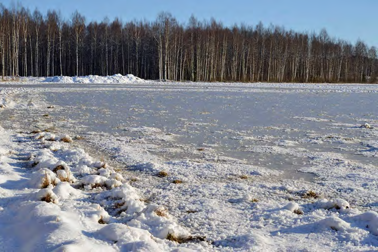 Laajenemisalue erottuu kuvassa keskellä metsänreunaa kohti rehevänä kosteikkokasvustona, oikealla selvän rajan takana on viljeltyä peltoa. Edessä pientareella kasvaa mm. kosteikkokasvi kurjenmiekka.